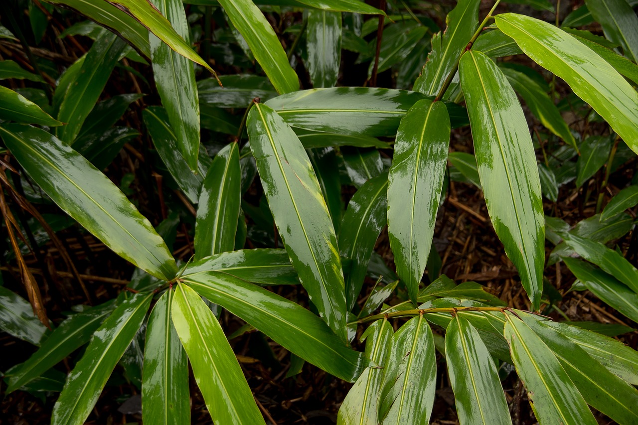 雨林